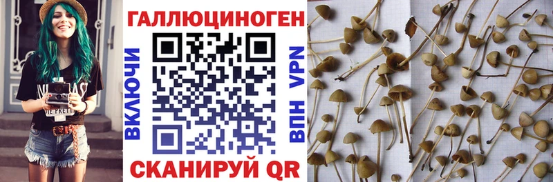 Купить  Ивантеевка  Галлюциногенные грибы GOLDEN TEACHER 